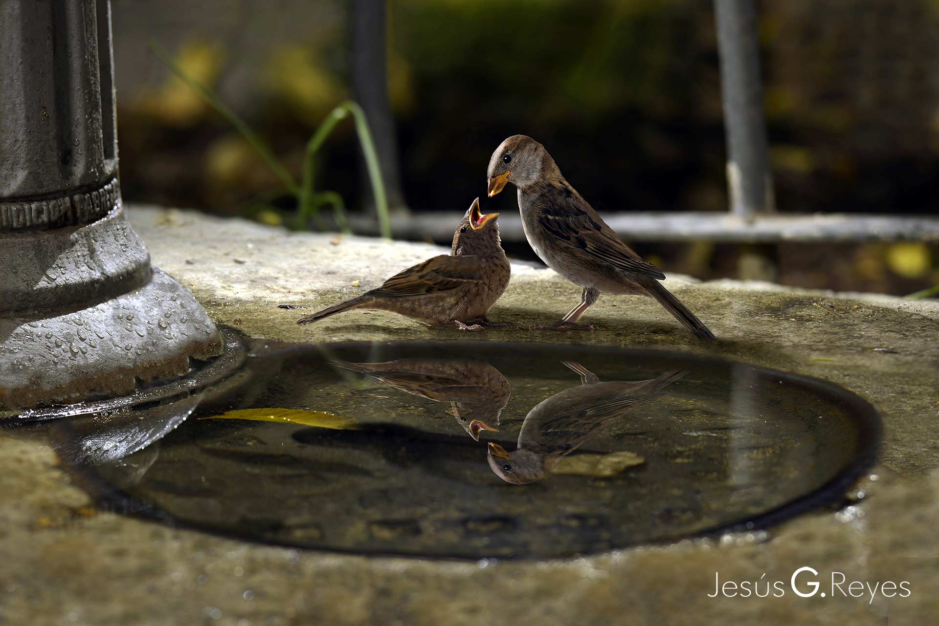 Sparrows in the garden. Madrid. Spain