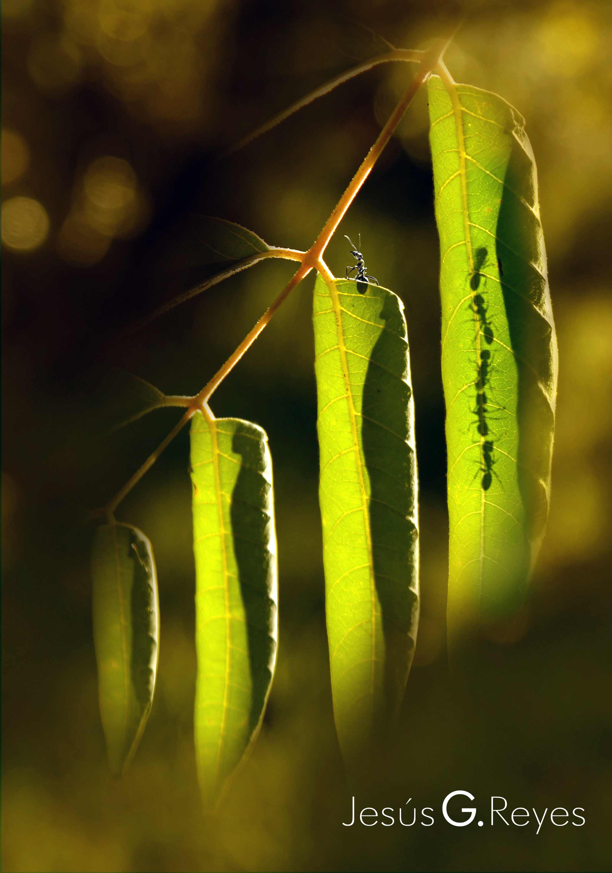 Hormigas en las hojas
